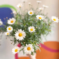 White Marguerite Daisy Standard Tree - Argyranthemum frutescens - Sprouts of Bristol