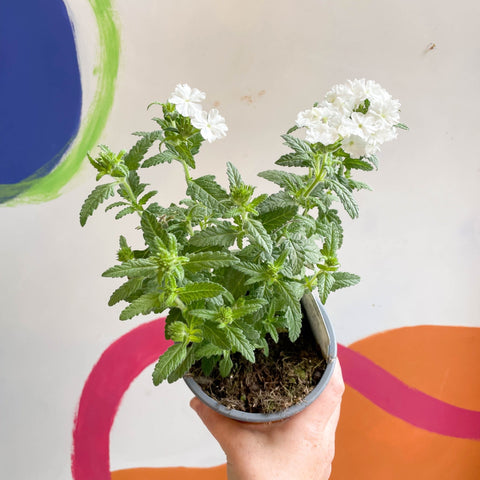 White Verbena 'Showboat White' - British Grown - Sprouts of Bristol