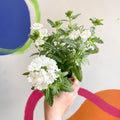 White Verbena 'Showboat White' - British Grown - Sprouts of Bristol