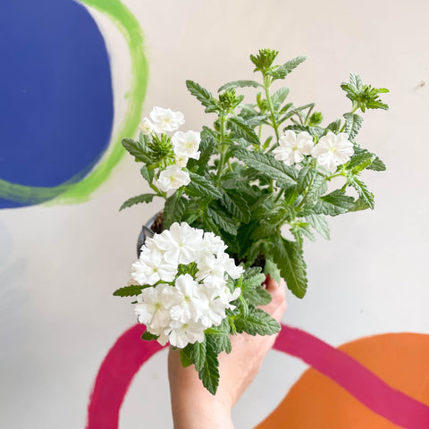 White Verbena 'Showboat White' - British Grown - Sprouts of Bristol