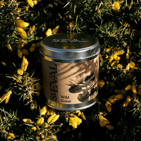 Wild Gorse Scented Tin Candle - Sprouts of Bristol