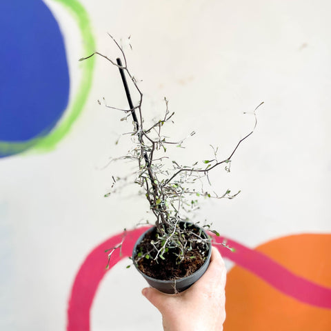 Wire Netting Bush - Corokia Cotoneaster - Sprouts of Bristol