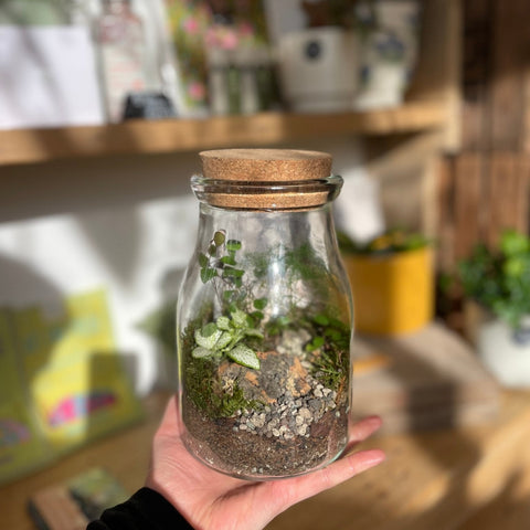 Woodland Jar Bioactive Terrarium - Sprouts of Bristol
