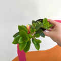 xCodonatanthus 'Sunset' - Welsh Grown - Sprouts of Bristol