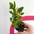 xCodonatanthus 'Sunset' - Welsh Grown - Sprouts of Bristol