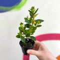 xCodonatanthus 'Sunset' - Welsh Grown - Sprouts of Bristol