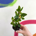 xCodonatanthus 'Sunset' - Welsh Grown - Sprouts of Bristol