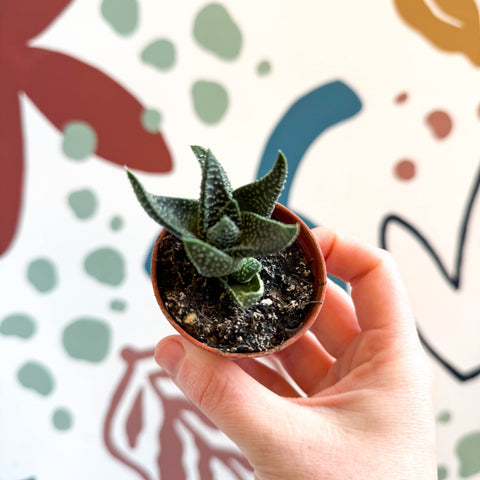 xGasterhaworthia ‘Royal Highness’ – Regal Zebra Plant - Sprouts of Bristol