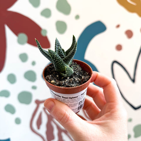 xGasterhaworthia ‘Royal Highness’ – Regal Zebra Plant - Sprouts of Bristol