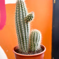 Xique-Xique Cactus - Pilosocereus gounellei - Sprouts of Bristol