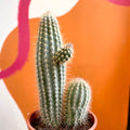 Xique-Xique Cactus - Pilosocereus gounellei - Sprouts of Bristol