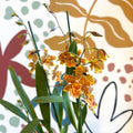 xOdontoglossum - Yellow and Orange Stripy Cambria Hybrid Orchid - Sprouts of Bristol