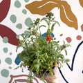 Yarrow - Achillea millefolium 'Milly Rock Mixmaster's Dance' - British Grown Herbaceous Perennial - Sprouts of Bristol