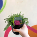 Yarrow - Achillea millefolium 'New Vintage Violet' - British Grown Herbaceous Perennial - Sprouts of Bristol