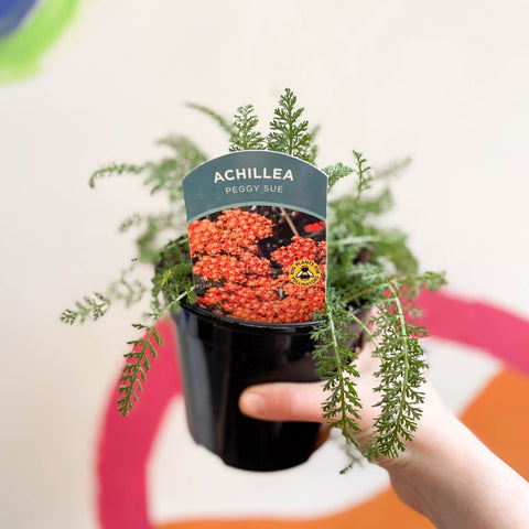 Yarrow - Achillea millefolium 'Peggy Sue' - British Grown Herbaceous Perennial - Sprouts of Bristol