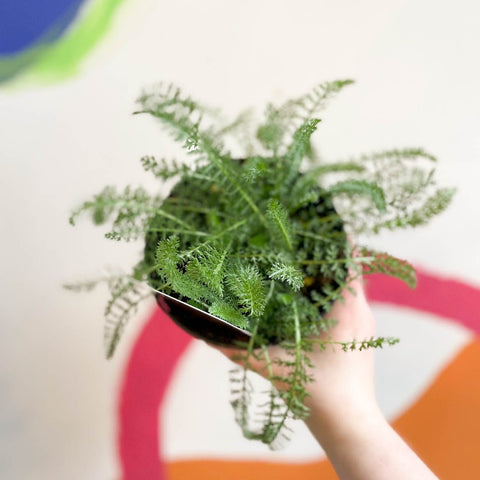 Yarrow - Achillea millefolium 'Peggy Sue' - British Grown Herbaceous Perennial - Sprouts of Bristol