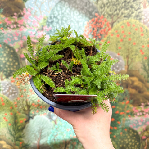 Yarrow - Achillea millefolium 'Red Eve' - British Grown Herbaceous Perennial - Sprouts of Bristol