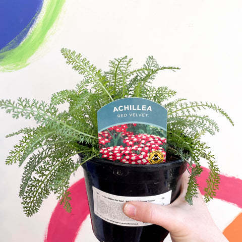 Yarrow - Achillea millefolium 'Red Velvet' - British Grown Herbaceous Perennial - Sprouts of Bristol