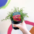 Yarrow - Achillea millefolium 'Summer Berries' - British Grown Herbaceous Perennial - Sprouts of Bristol