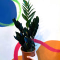 Zamioculcas zamiifolia 'Raven' - Black ZZ Plant - Sprouts of Bristol