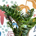 Zamioculcas zamiifolia 'Zenzi' - ZZ Plant - Sprouts of Bristol