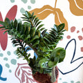 Zamioculcas zamiifolia 'Zenzi' - ZZ Plant - Sprouts of Bristol