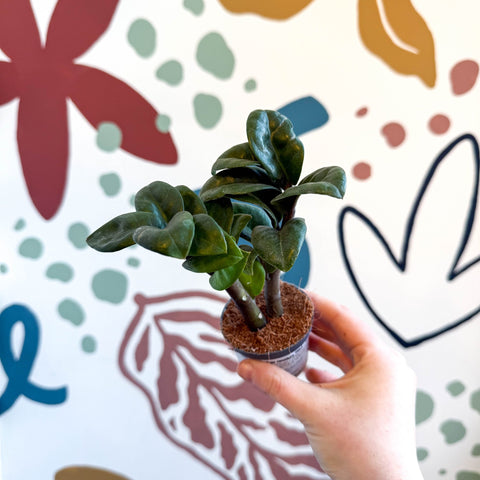 Zamioculcas zamiifolia 'Zenzi' - ZZ Plant - Sprouts of Bristol