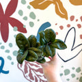 Zamioculcas zamiifolia 'Zenzi' - ZZ Plant - Sprouts of Bristol