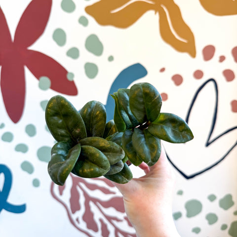 Zamioculcas zamiifolia 'Zenzi' - ZZ Plant - Sprouts of Bristol