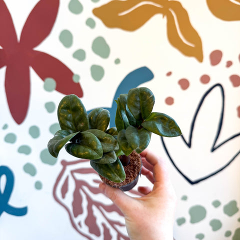 Zamioculcas zamiifolia 'Zenzi' - ZZ Plant - Sprouts of Bristol