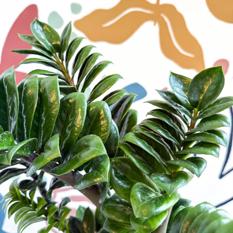 Zamioculcas zamiifolia 'Zenzi' - ZZ Plant - Sprouts of Bristol