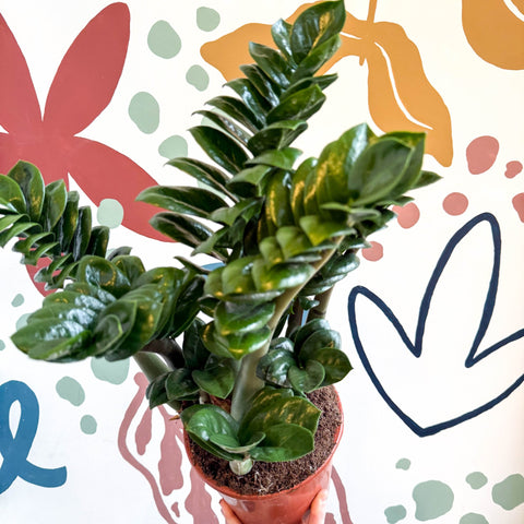 Zamioculcas zamiifolia 'Zenzi' - ZZ Plant - Sprouts of Bristol