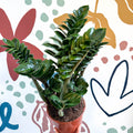 Zamioculcas zamiifolia 'Zenzi' - ZZ Plant - Sprouts of Bristol