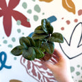 Zamioculcas zamiifolia 'Zenzi' - ZZ Plant - Sprouts of Bristol