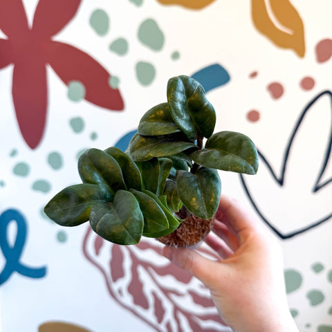 Zamioculcas zamiifolia 'Zenzi' - ZZ Plant - Sprouts of Bristol