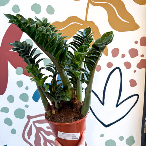 Zamioculcas zamiifolia 'Zenzi' - ZZ Plant - Sprouts of Bristol