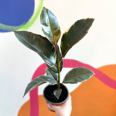 Árbol de caucho abigarrado - Ficus elastica 'Tineke' - Cultivo británico