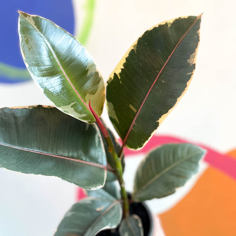 Árbol de caucho abigarrado - Ficus elastica 'Tineke' - Cultivo británico