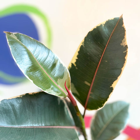 Árbol de caucho abigarrado - Ficus elastica 'Tineke' - Cultivo británico