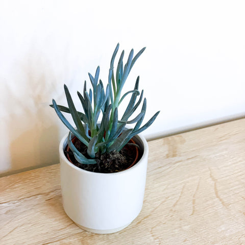 Chalksticks - Senecio