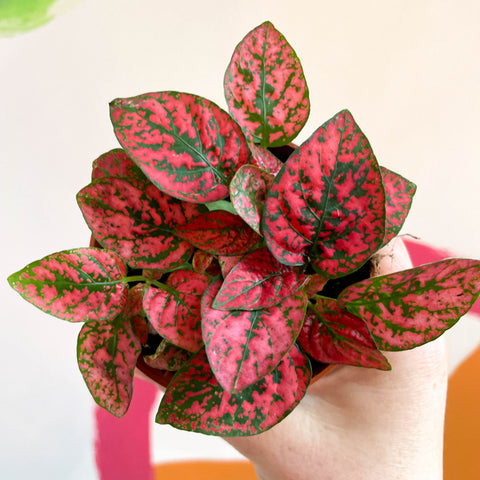 Hypoestes phyllostachya - Punktblume (Rot)