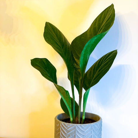 Botanical King - Anthurium elipticum 'Green Star'