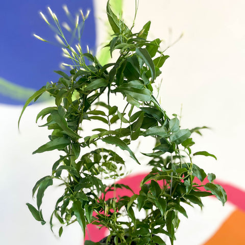 Jasminum polyanthum - Rosablühender Jasmin