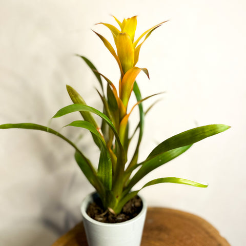Scharlachstern - Guzmania - Bromelie