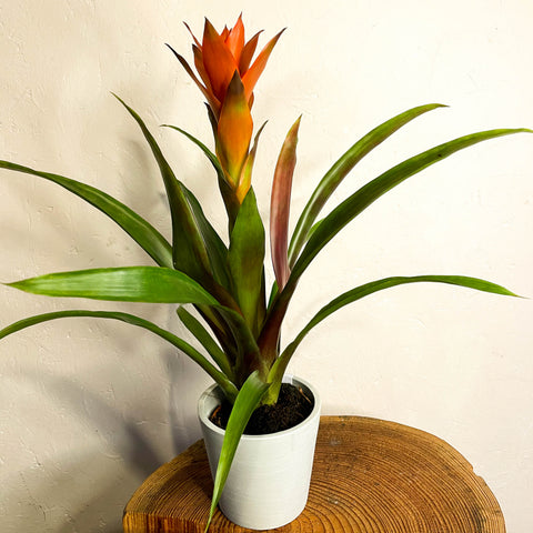 Scharlachstern - Guzmania - Bromelie