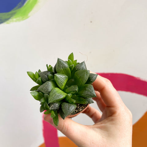 Haworthia retusa - Sternkaktus