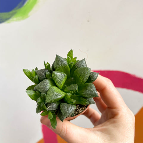 Haworthia retusa - Sternkaktus
