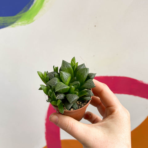 Haworthia retusa - Sternkaktus