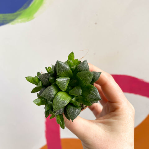 Haworthia retusa - Sternkaktus