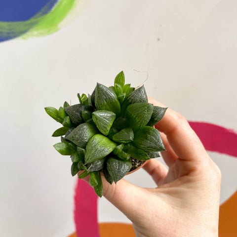 Haworthia retusa - Sternkaktus
